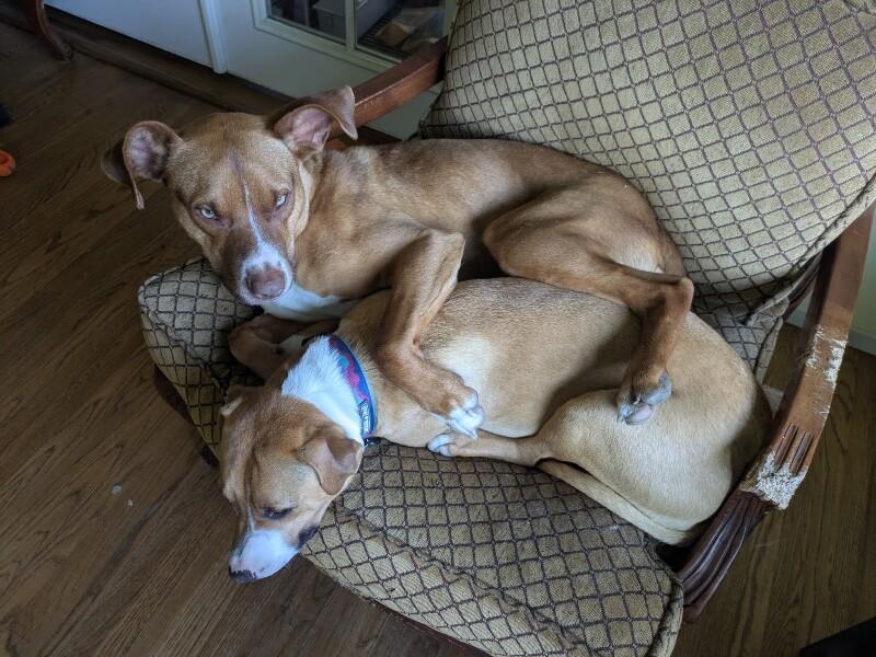 Goose, a Adoptable mixed breed in Van Nuys, CA image 5/6