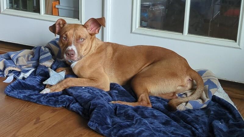 Enlarge Goose, a Adoptable mixed breed in San Pablo, CA image 5/6