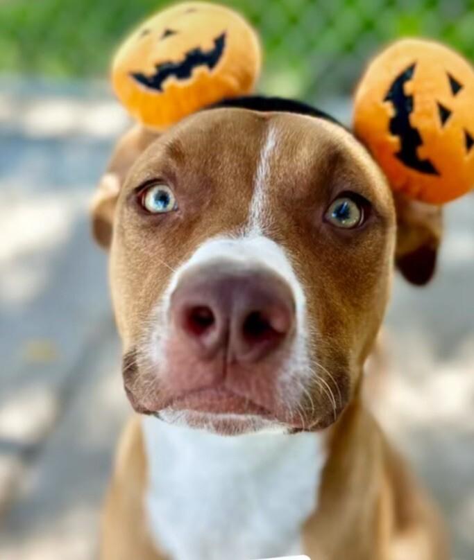 Enlarge Goose, a Adoptable mixed breed in San Pablo, CA image 6/6
