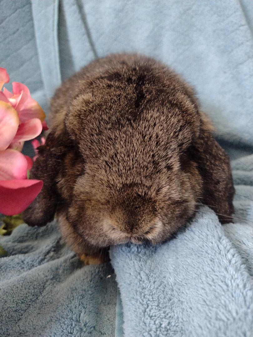 Enlarge Shawna, an adopted Holland Lop in Plymouth, MI image 2/4