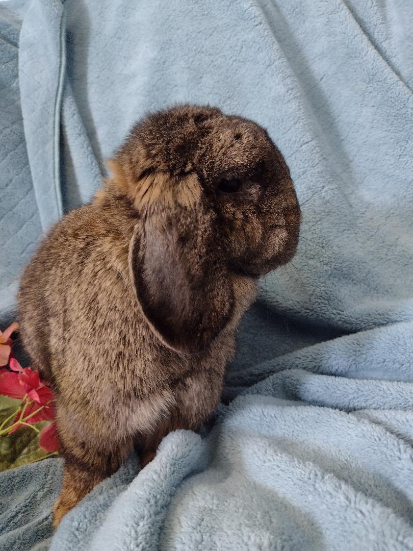 Enlarge Shawna, an adopted Holland Lop in Plymouth, MI image 3/4