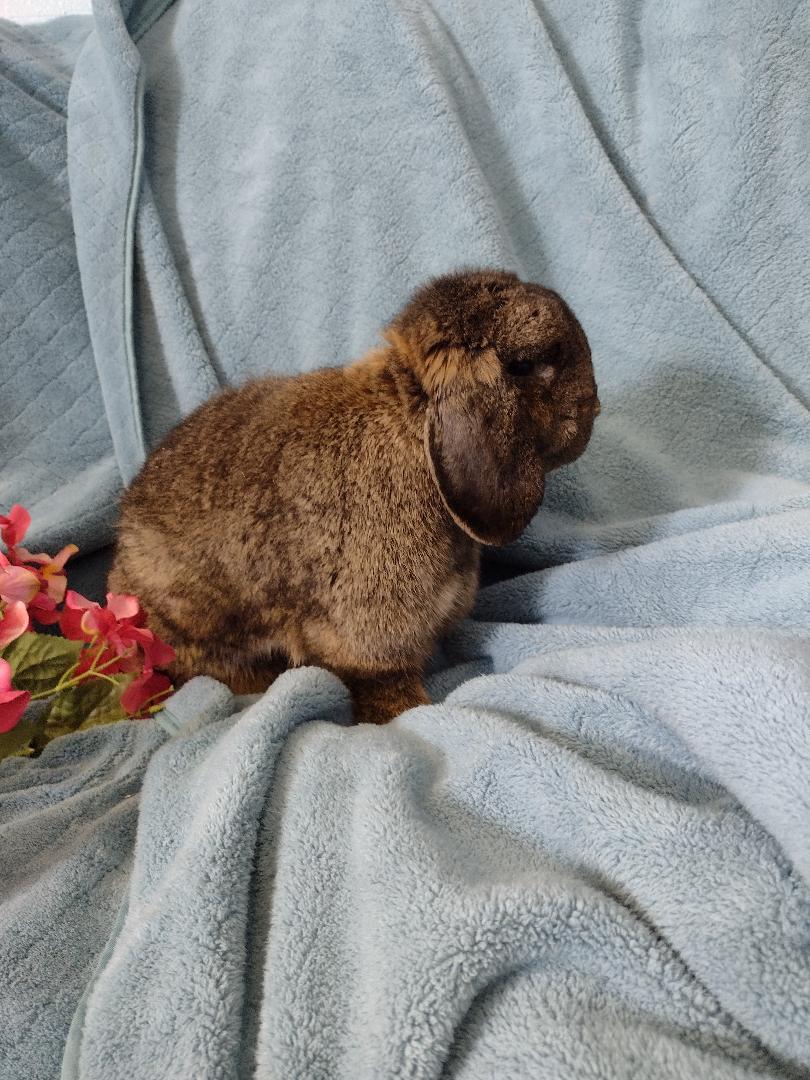 Enlarge Shawna, an adopted Holland Lop in Plymouth, MI image 4/4