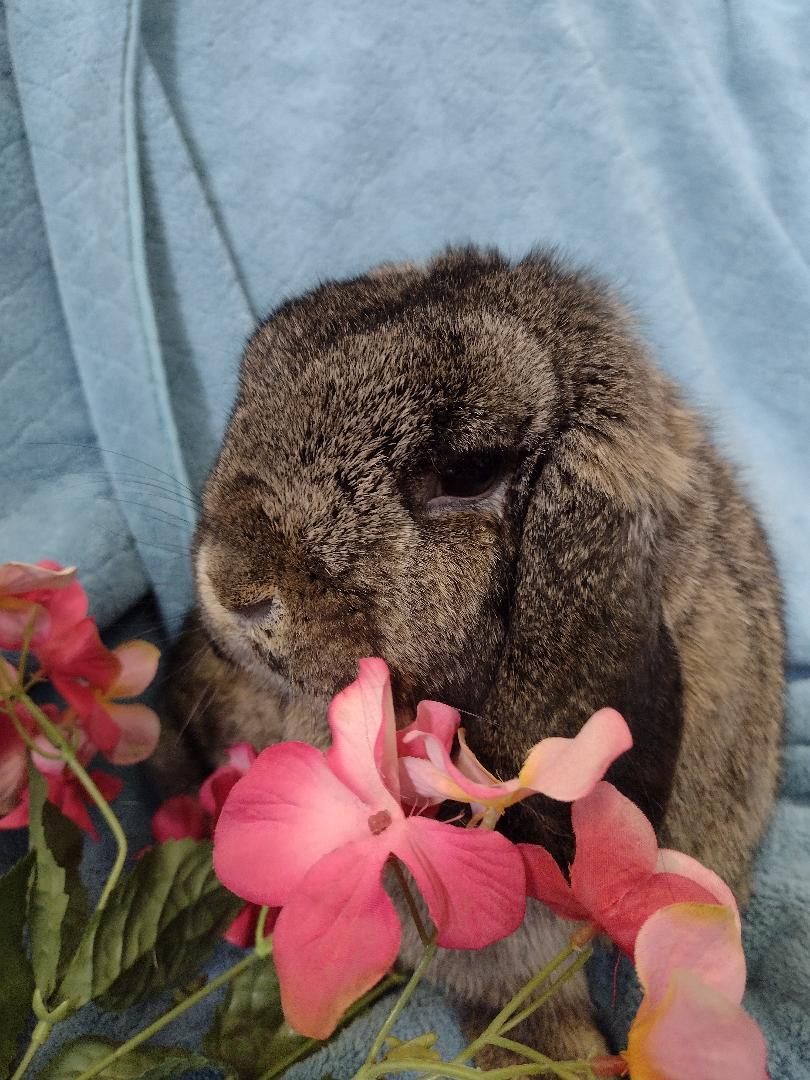 Shawna, adopted, Adult Female Holland Lop.