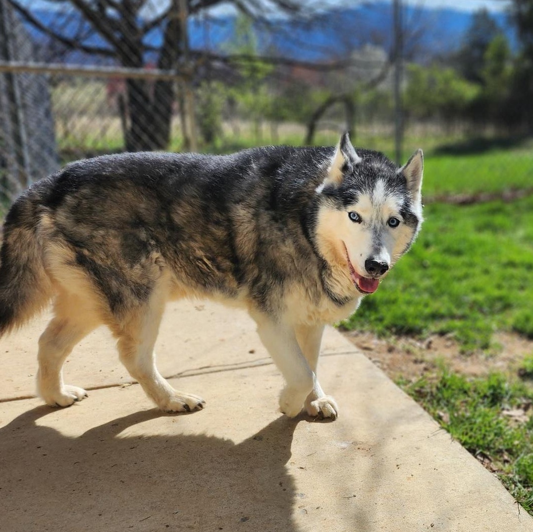 Enlarge Loki, an adopted Husky in Stanley, VA image 4/4