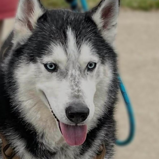 Enlarge Loki, an adopted Husky in Stanley, VA image 2/4
