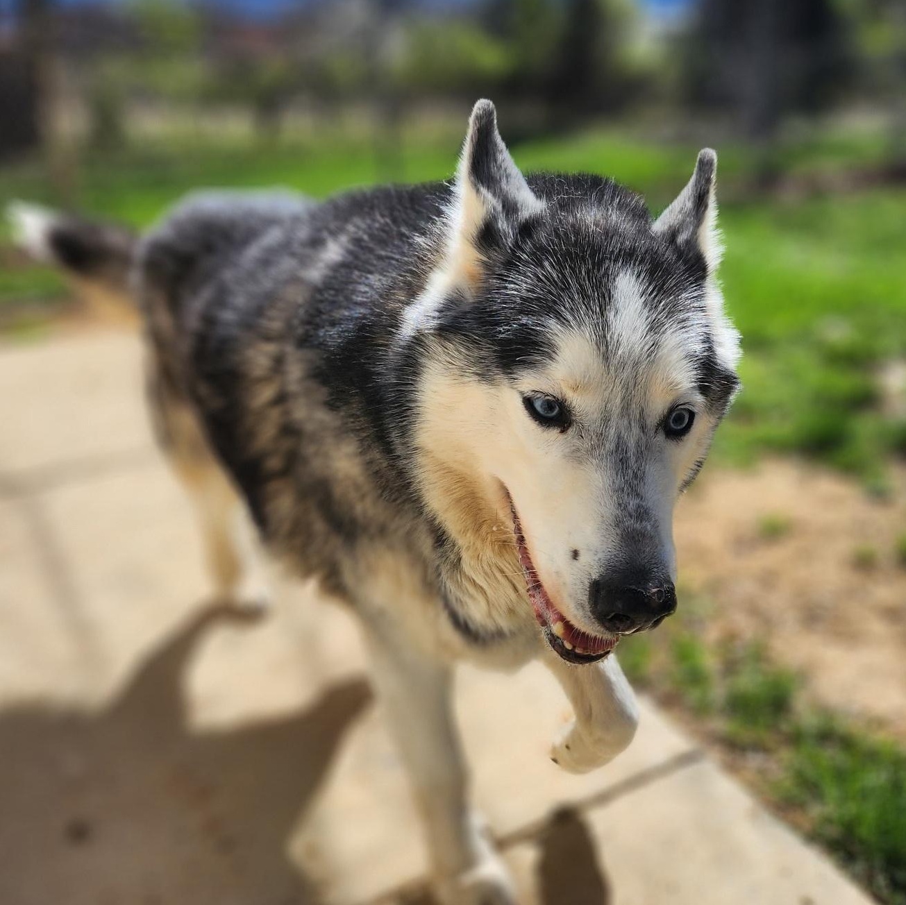 Enlarge Loki, an adopted Husky in Stanley, VA image 1/4