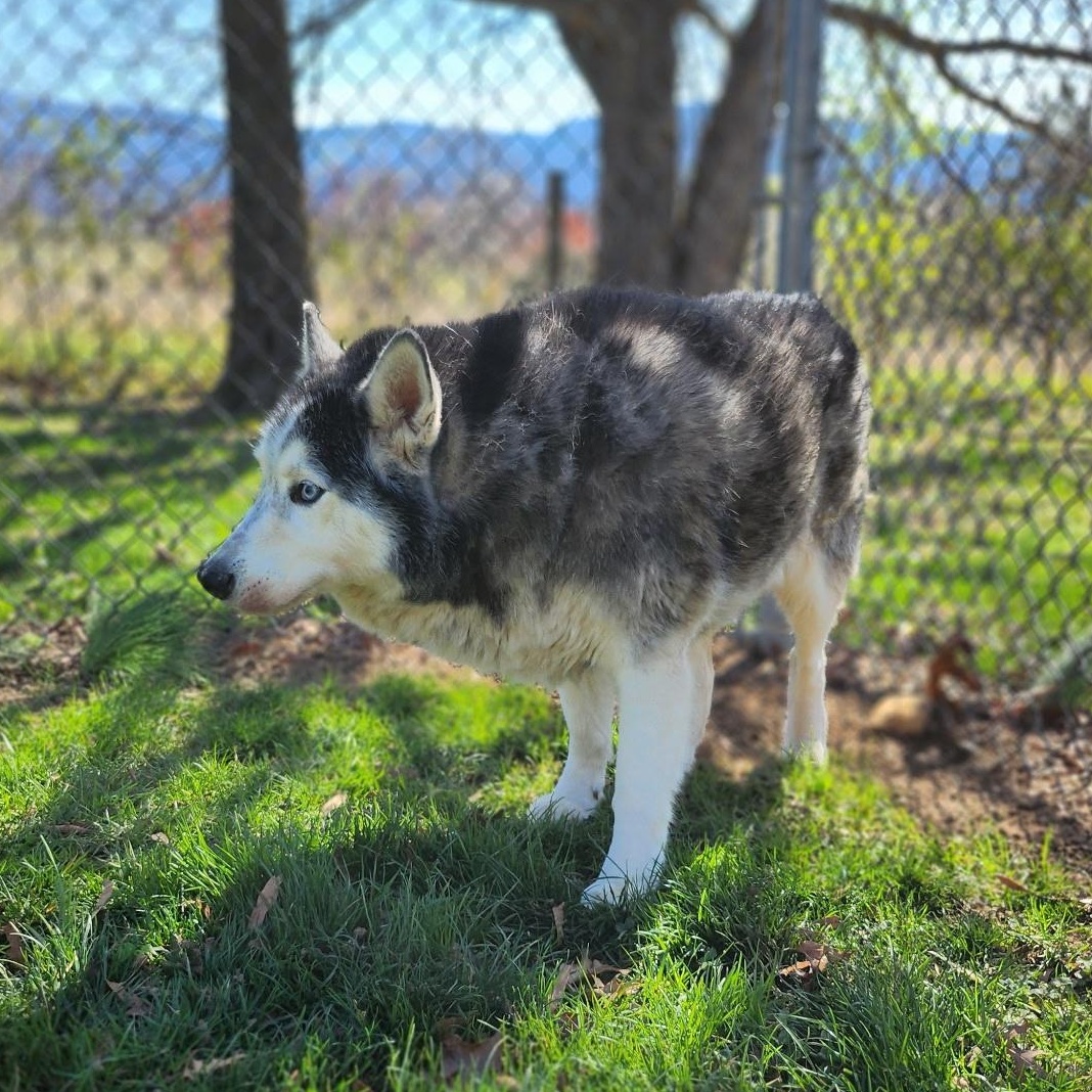 Enlarge Loki, an adopted Husky in Stanley, VA image 3/4