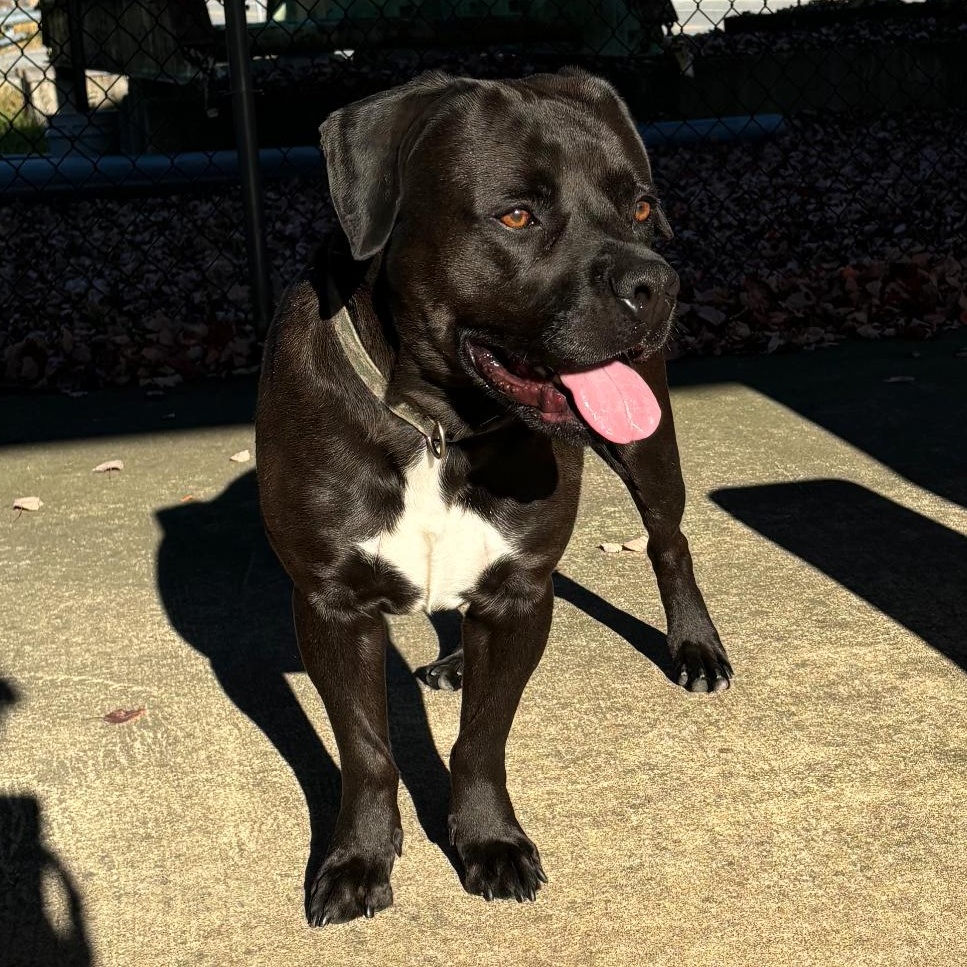 King, an adoptable mixed breed in Waynesburg, PA image 5/6