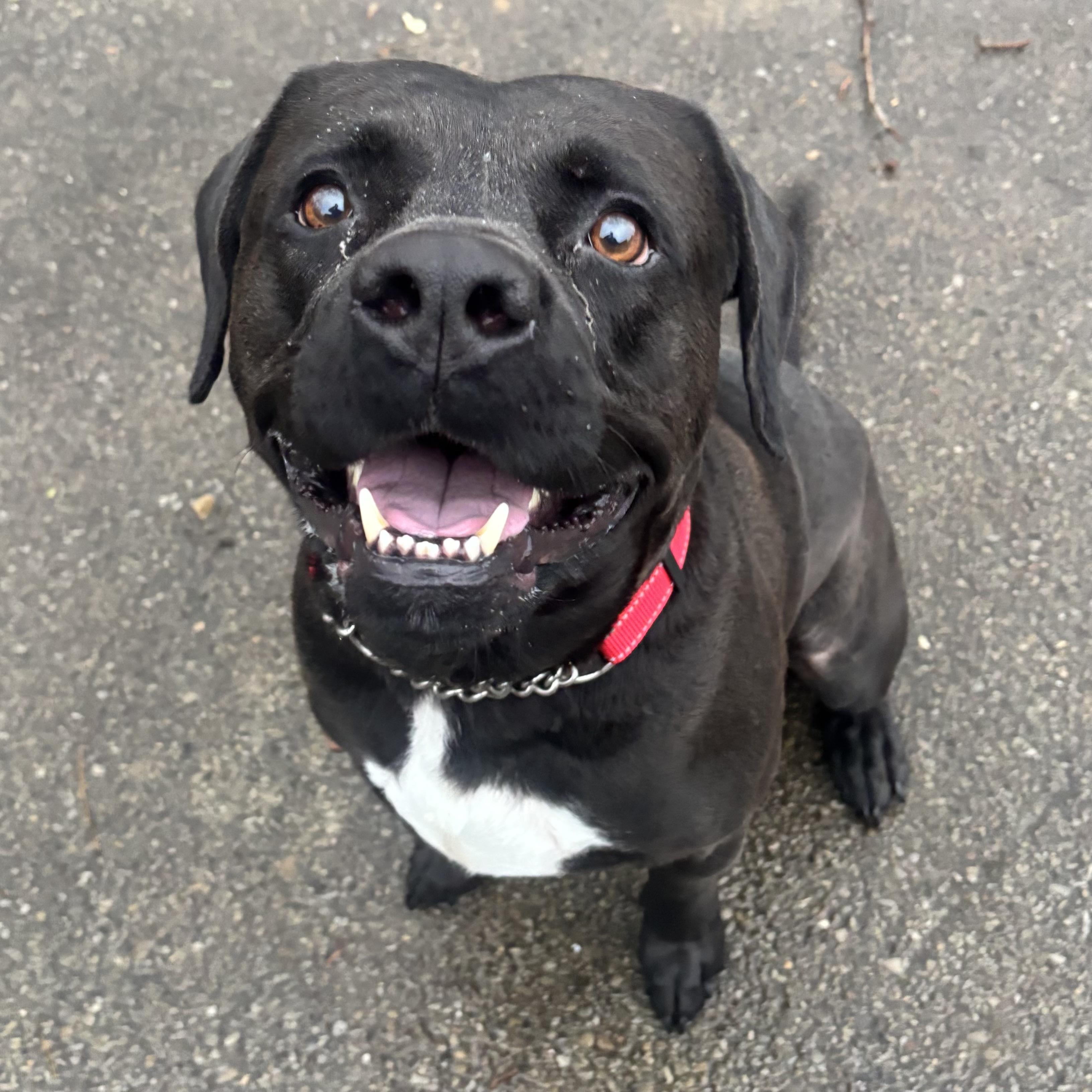 King, an adoptable mixed breed in Waynesburg, PA image 3/6