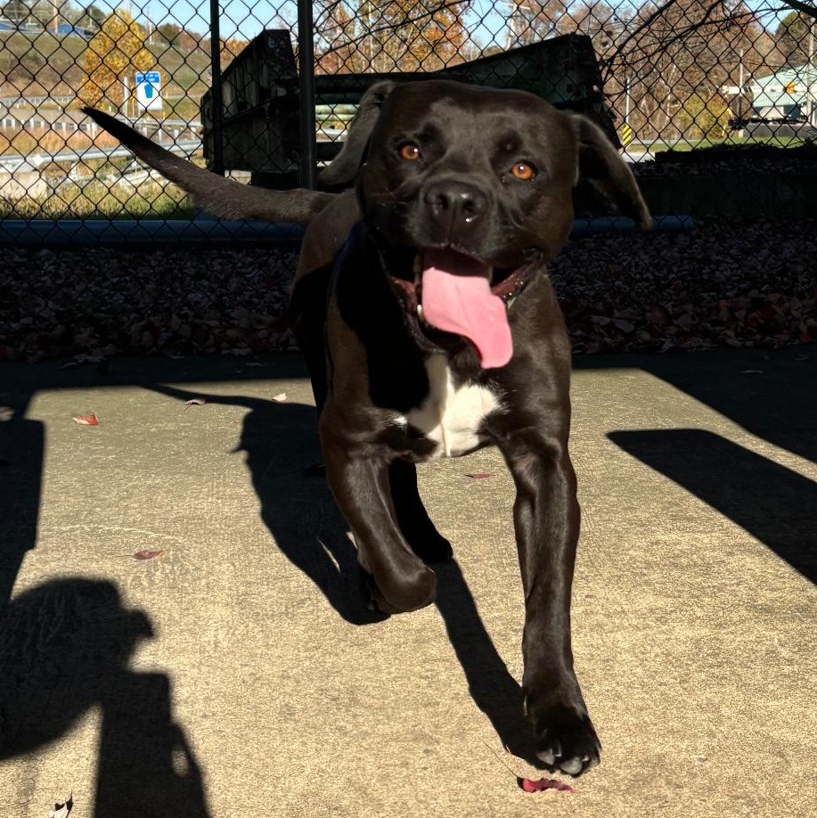 King, an adoptable mixed breed in Waynesburg, PA image 6/6