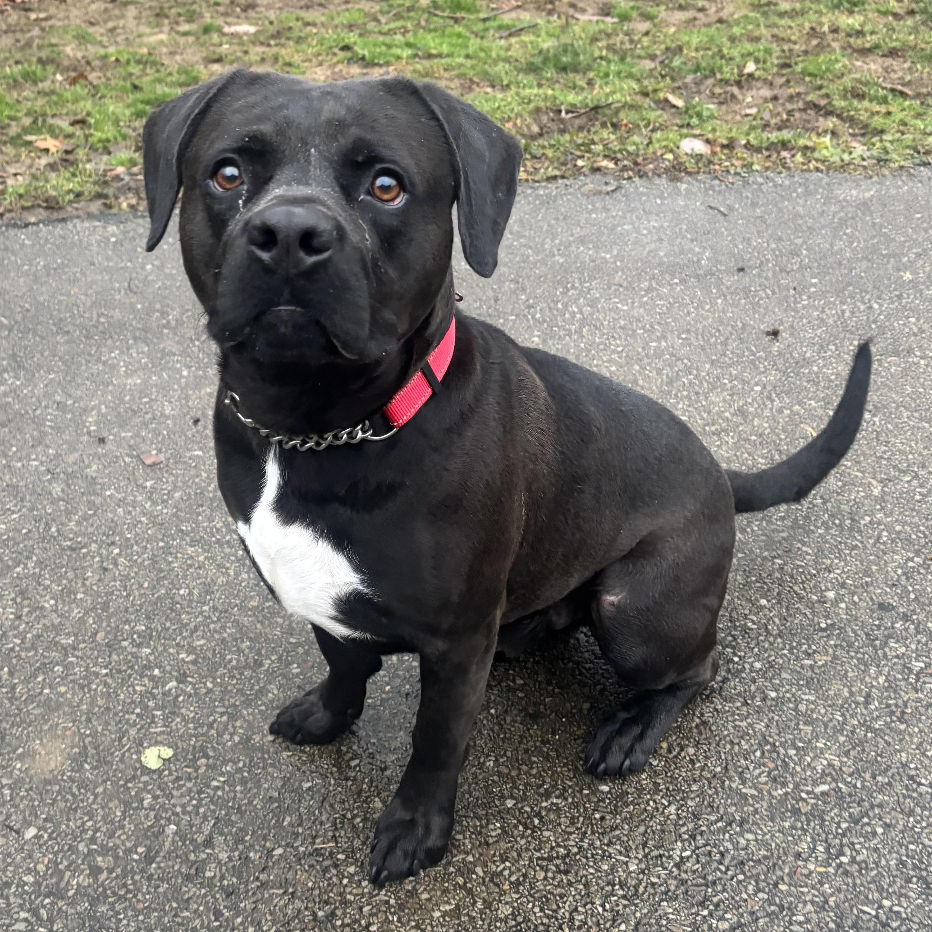 King, an adoptable mixed breed in Waynesburg, PA image 4/6