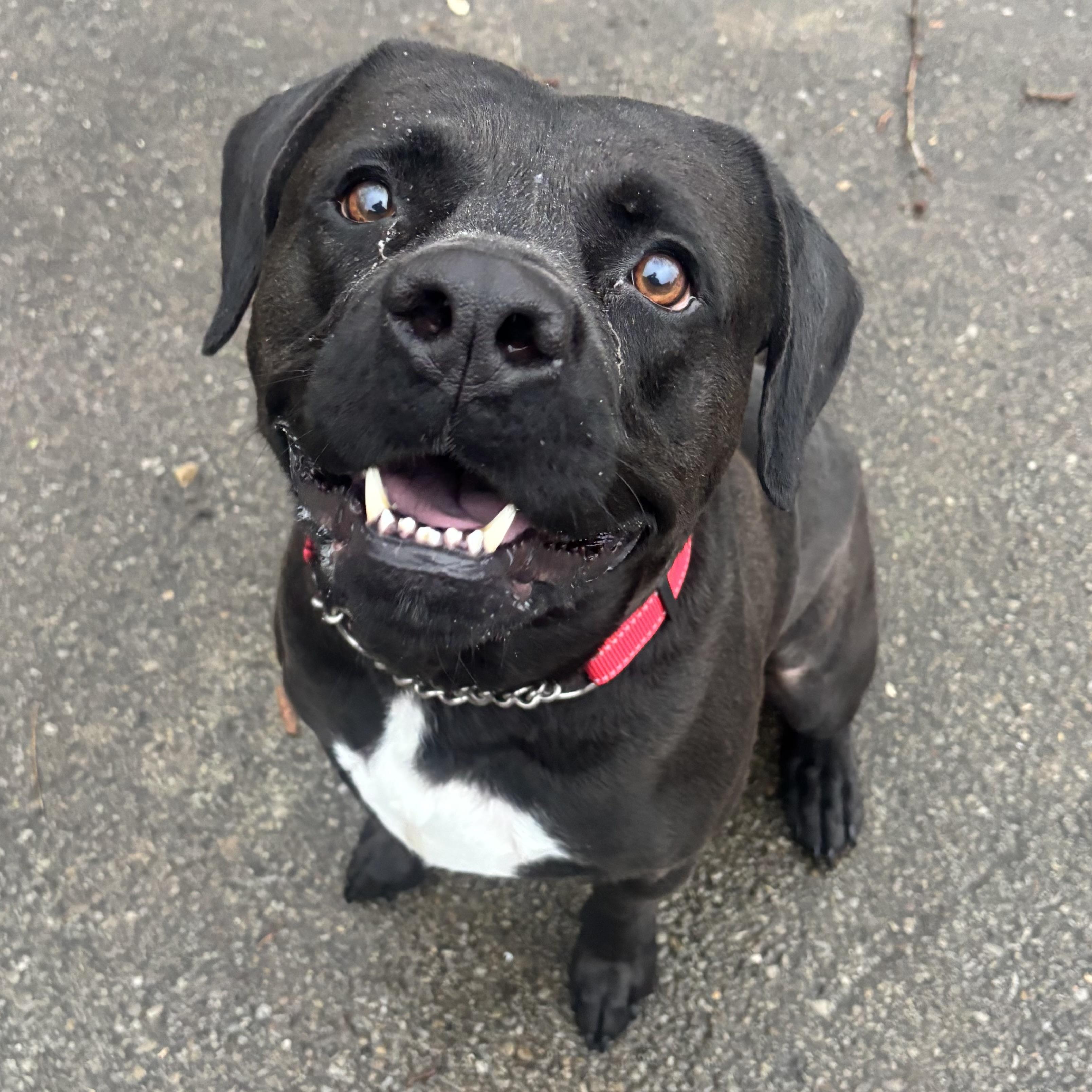 King, adoptable, Adult Male Terrier.