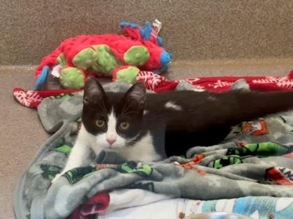 Atlas, a Adoptable mixed breed in Everett, WA image 1/2