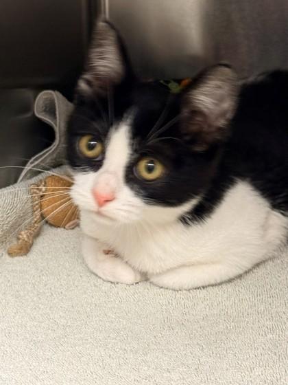 Atlas, a Adoptable mixed breed in Everett, WA image 2/2
