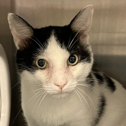 Enlarge Tiki Party, a Adoptable Domestic Short Hair in Baltimore, MD image 1/1