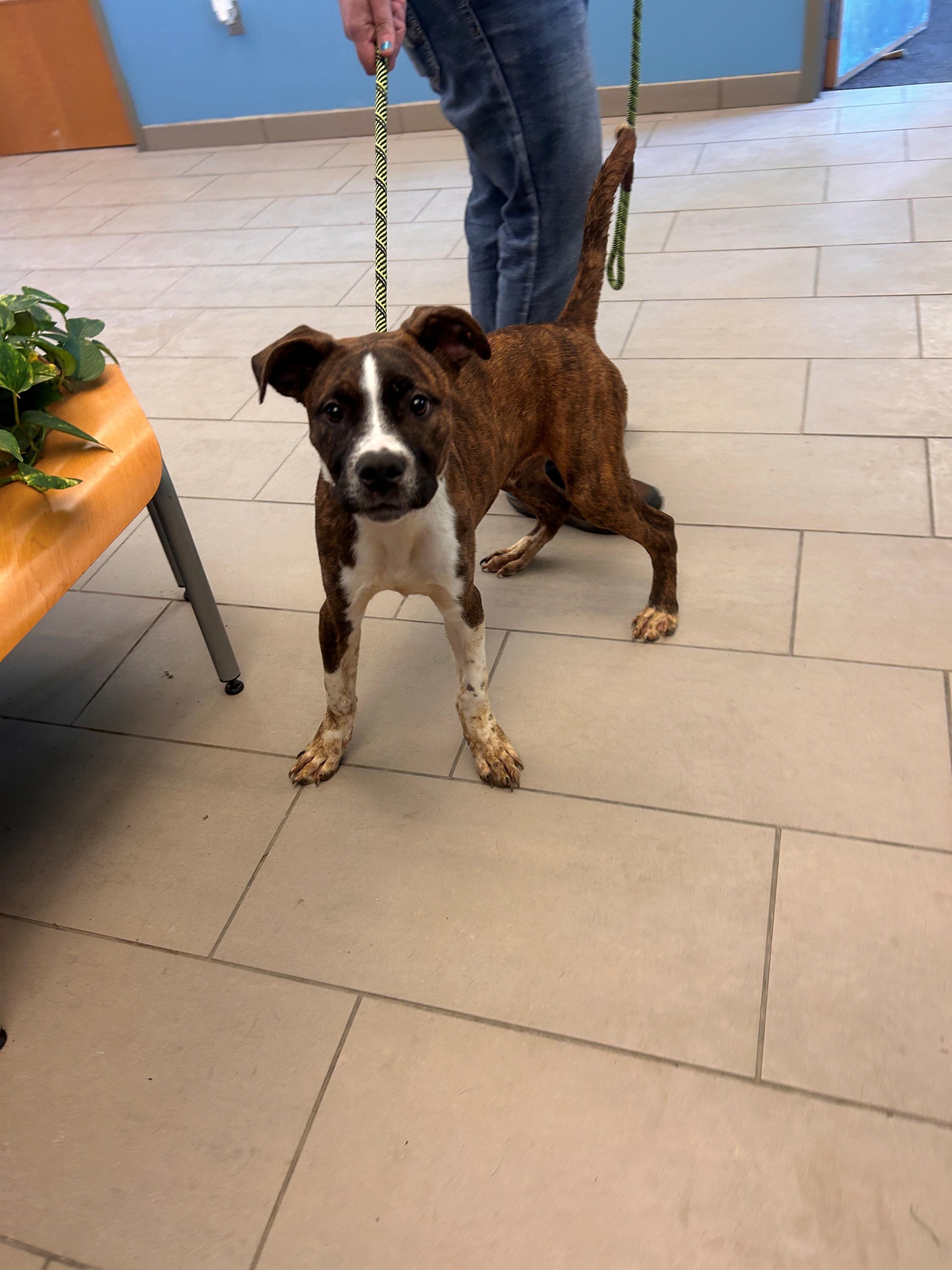 Enlarge 26-0070 "Squid, a ADOPTABLE mixed breed in Leavenworth, KS image 1/1