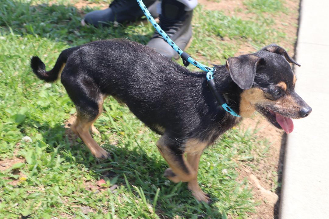 Enlarge Bruno, a Adoptable mixed breed in Goshen, KY image 1/3