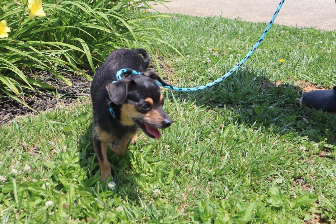 Enlarge Bruno, a Adoptable mixed breed in Goshen, KY image 2/3