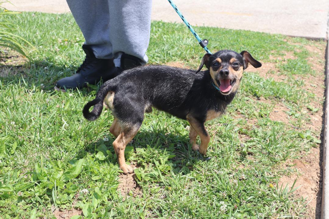 Enlarge Bruno, a Adoptable mixed breed in Goshen, KY image 3/3