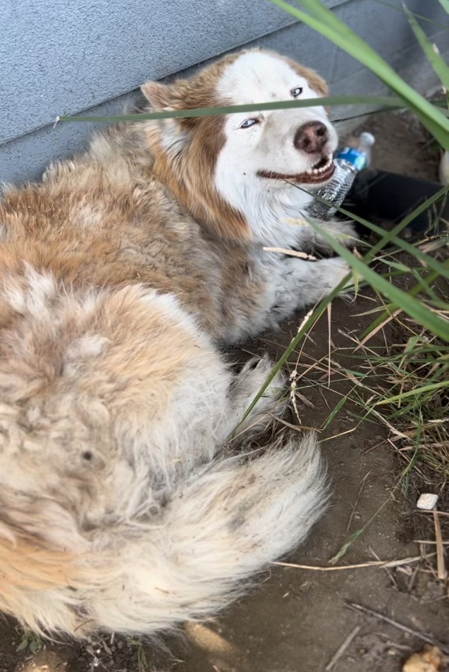 Ranger, a Adopted Siberian Husky in San Rafael, CA image 4/6