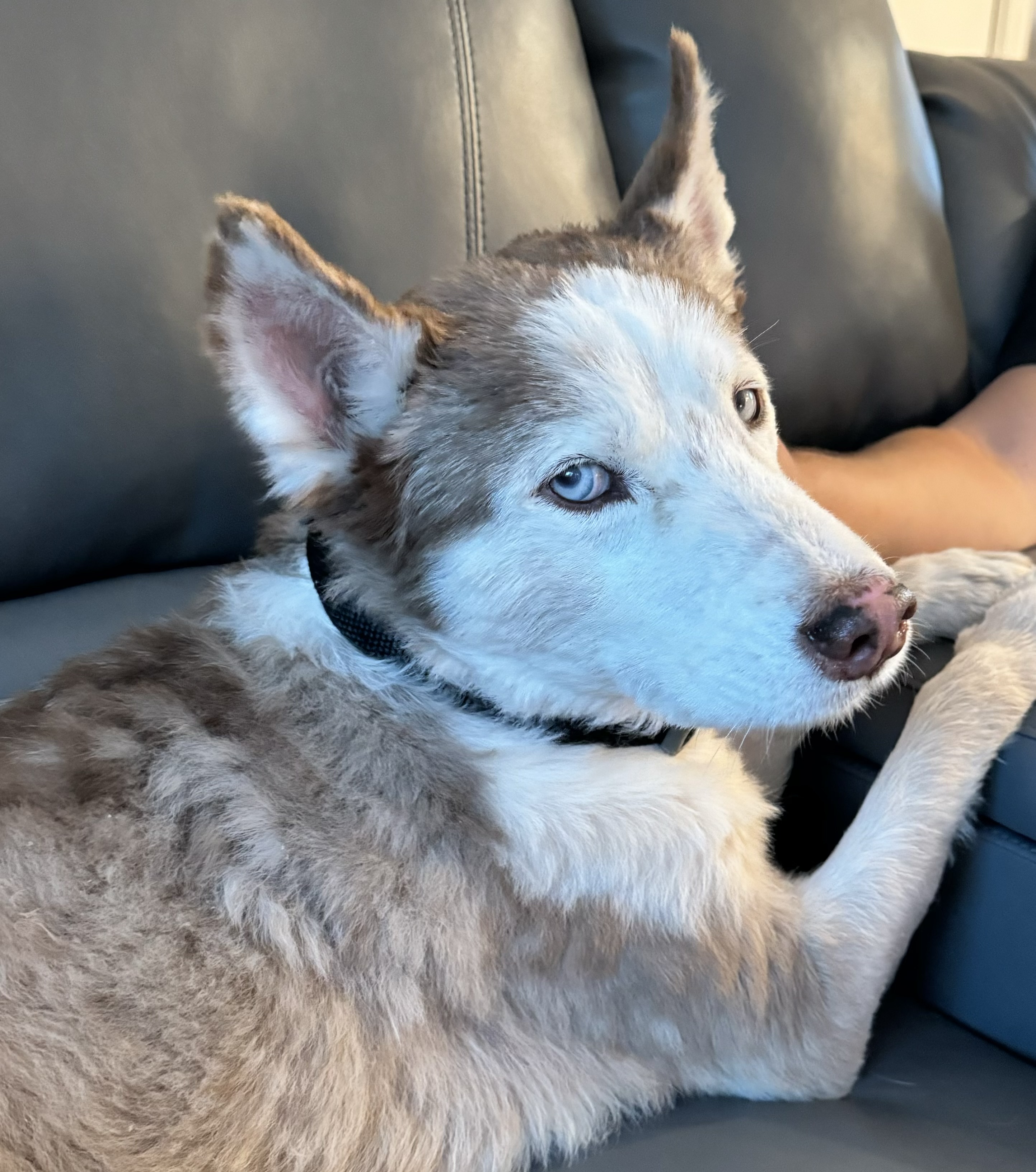 Ranger, a Adopted Siberian Husky in San Rafael, CA image 2/6