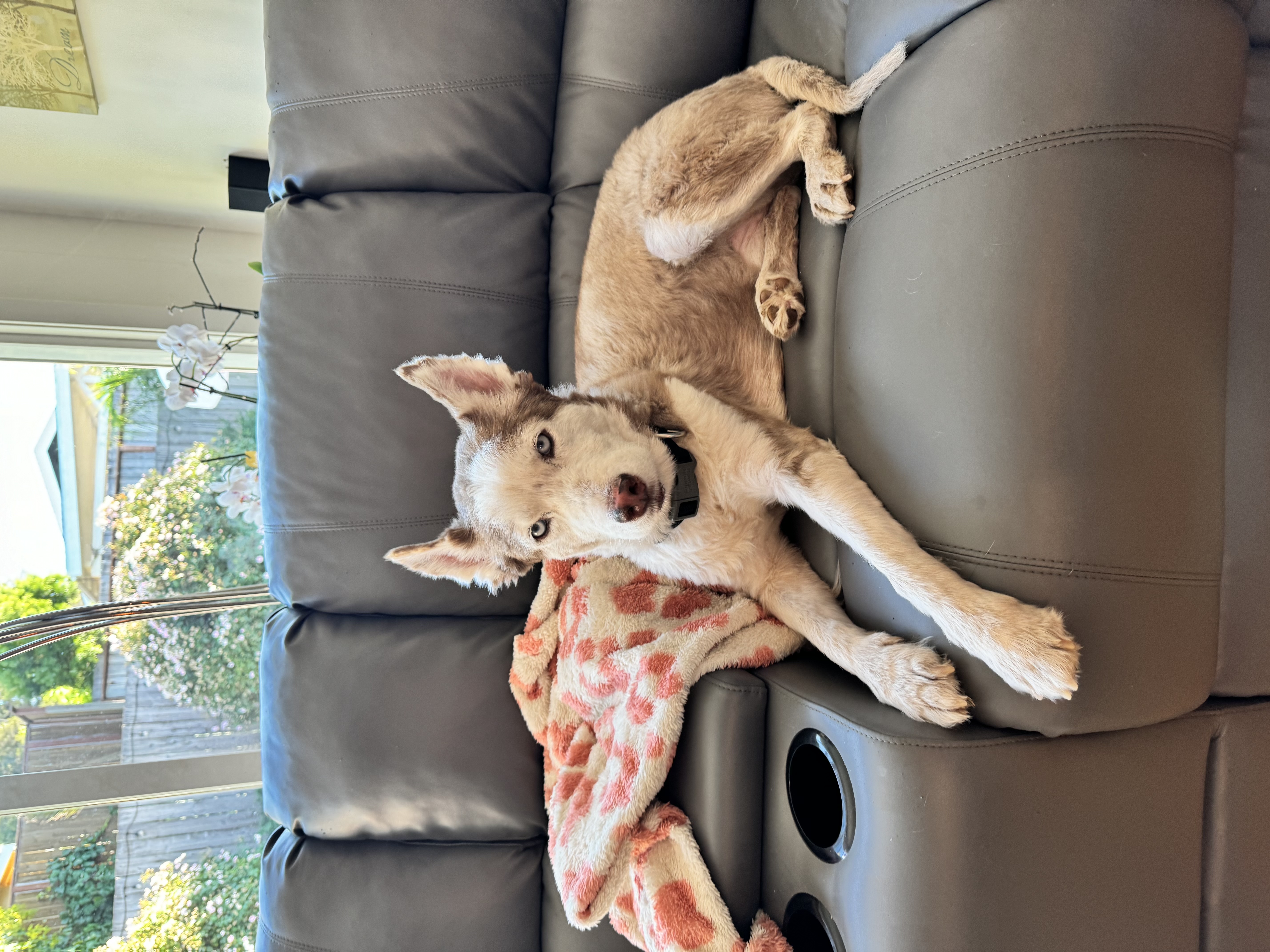 Ranger, a Adopted Siberian Husky in San Rafael, CA image 3/6