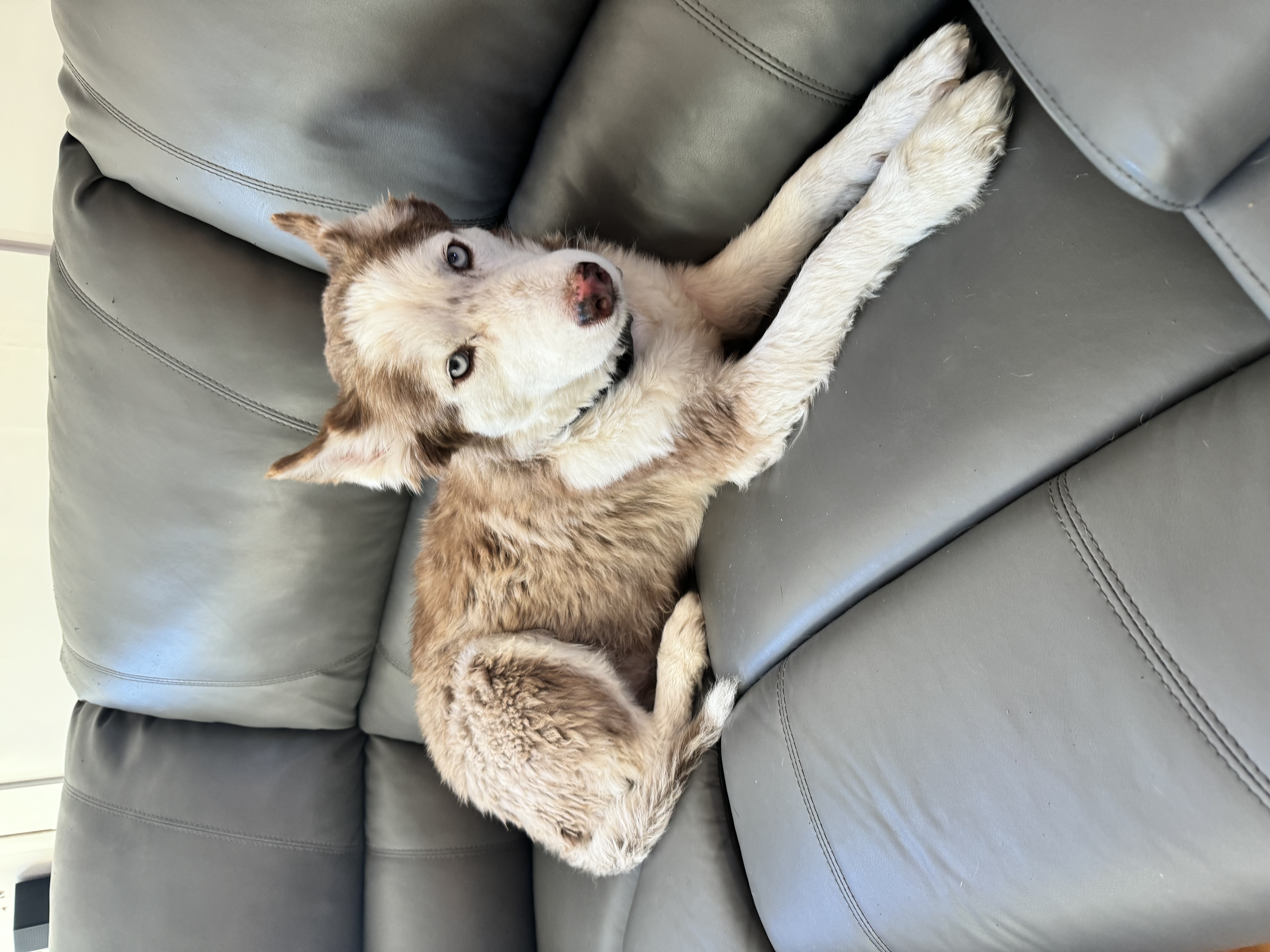 Ranger, a Adopted Siberian Husky in San Rafael, CA image 6/6