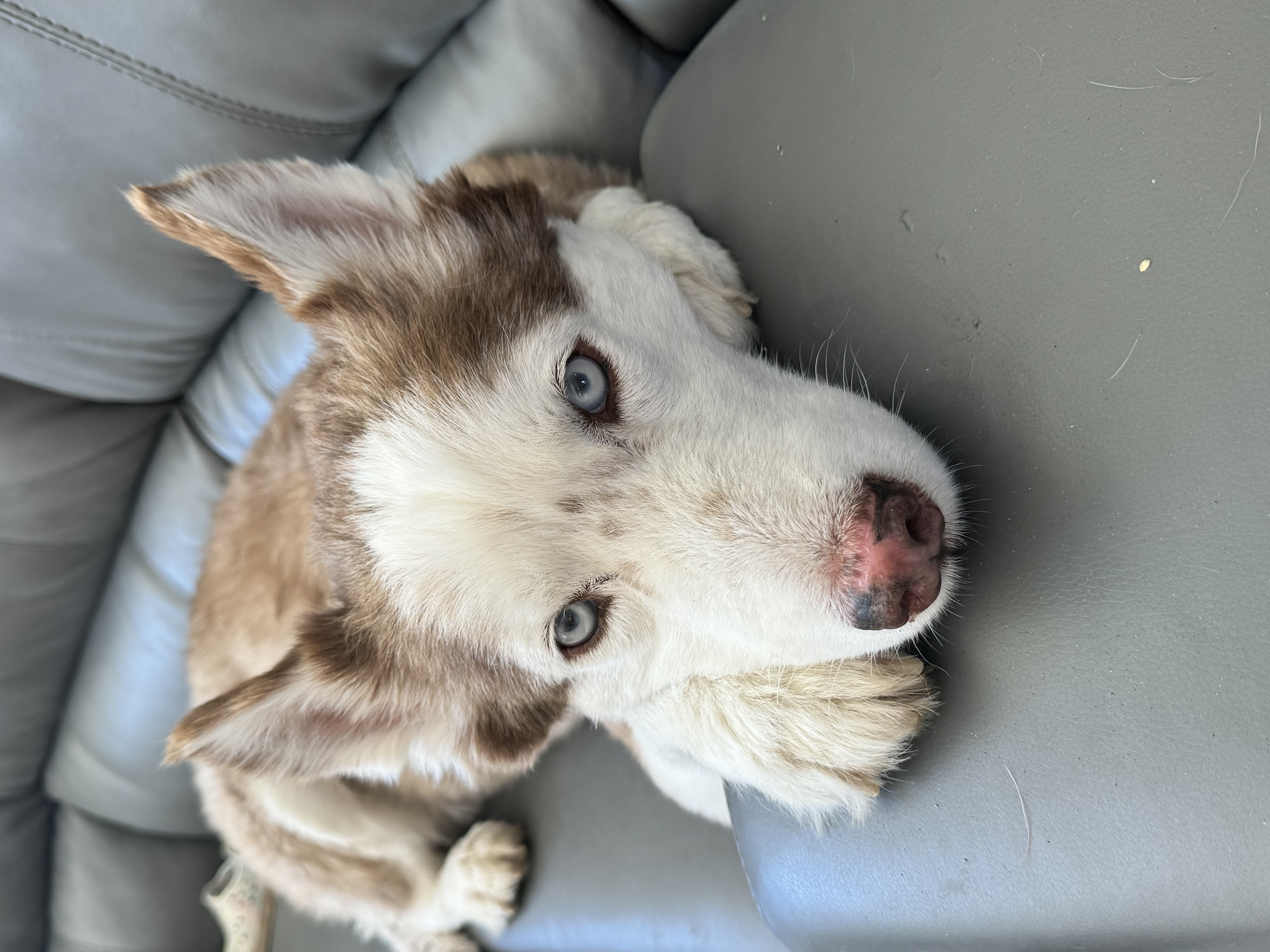 Ranger, Adopted, Adult Male Siberian Husky.