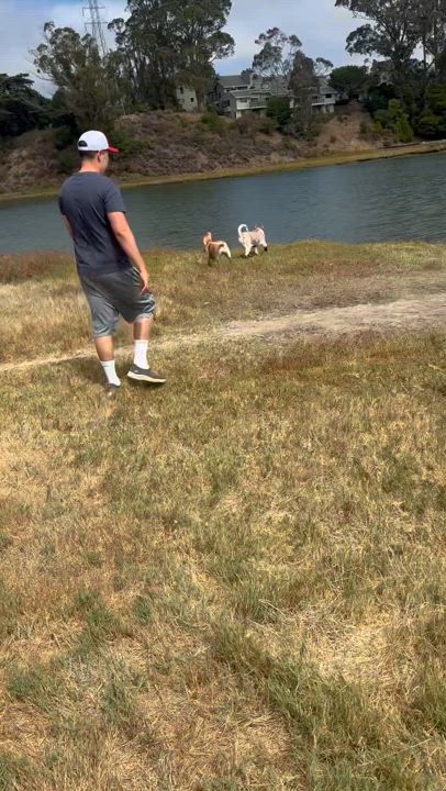 Enlarge Ranger, a Adopted Siberian Husky in San Rafael, CA video 5/6