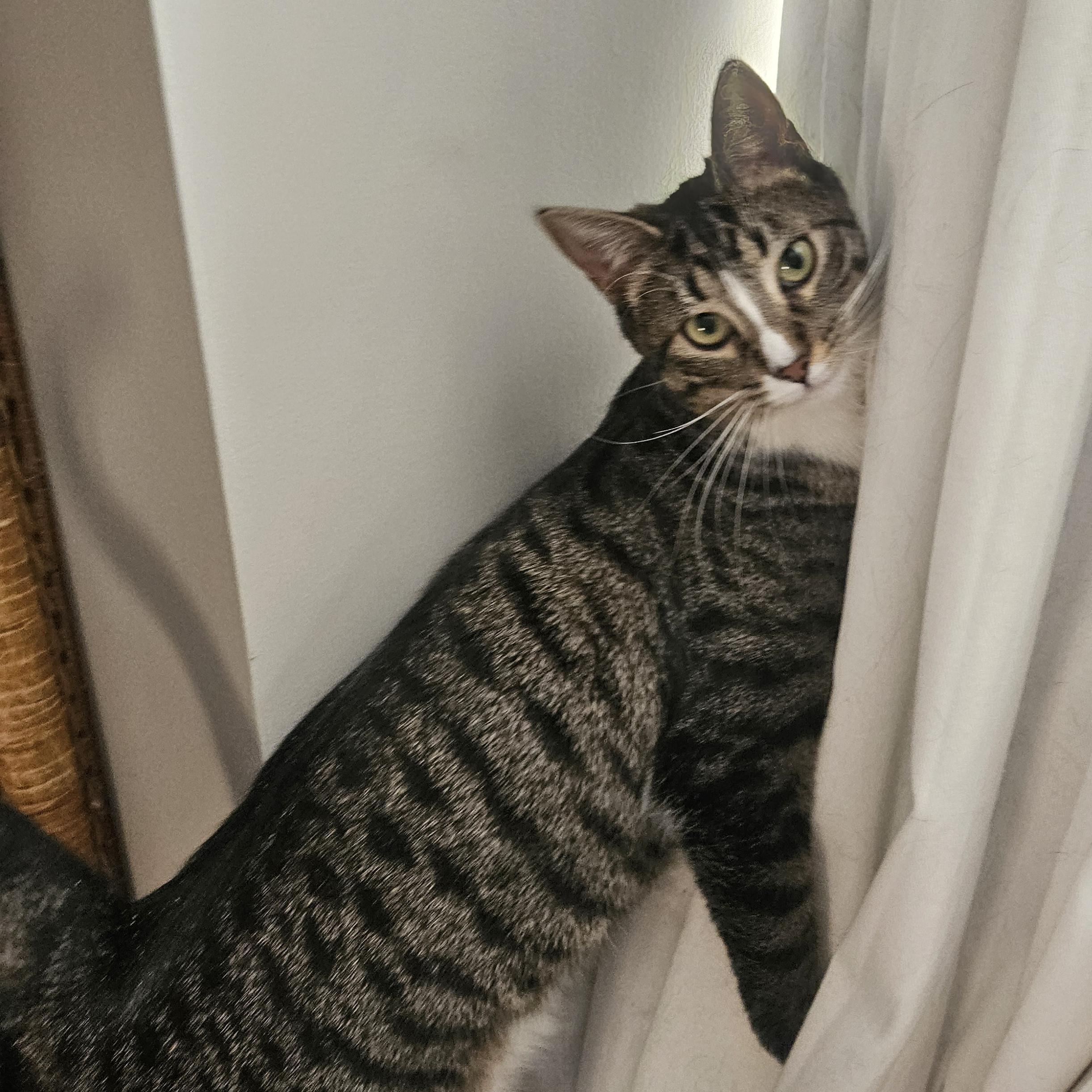 Enlarge Maxwell, a Adoptable Domestic Short Hair in Westville, NJ image 2/3