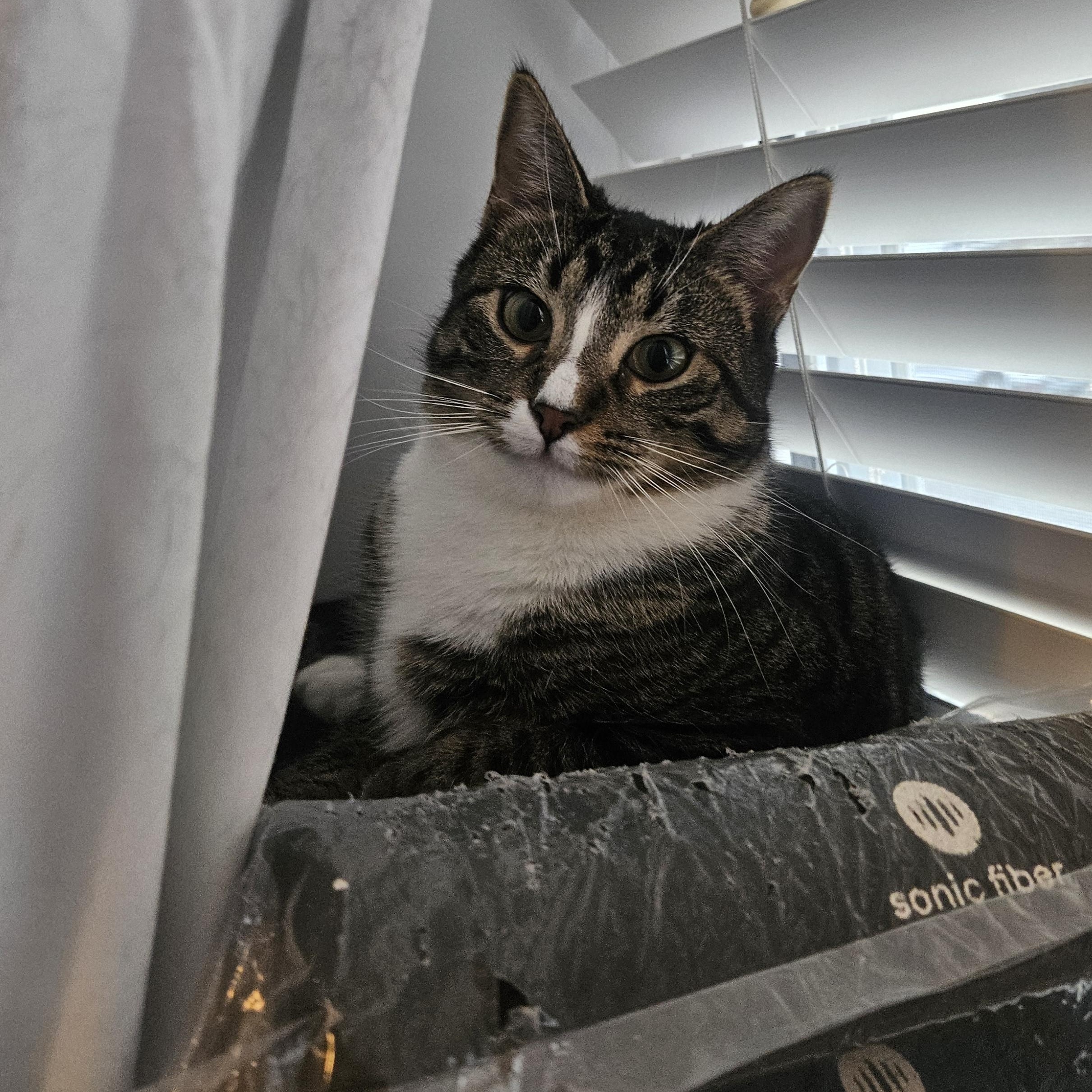 Enlarge Maxwell, a Adoptable Domestic Short Hair in Westville, NJ image 1/3