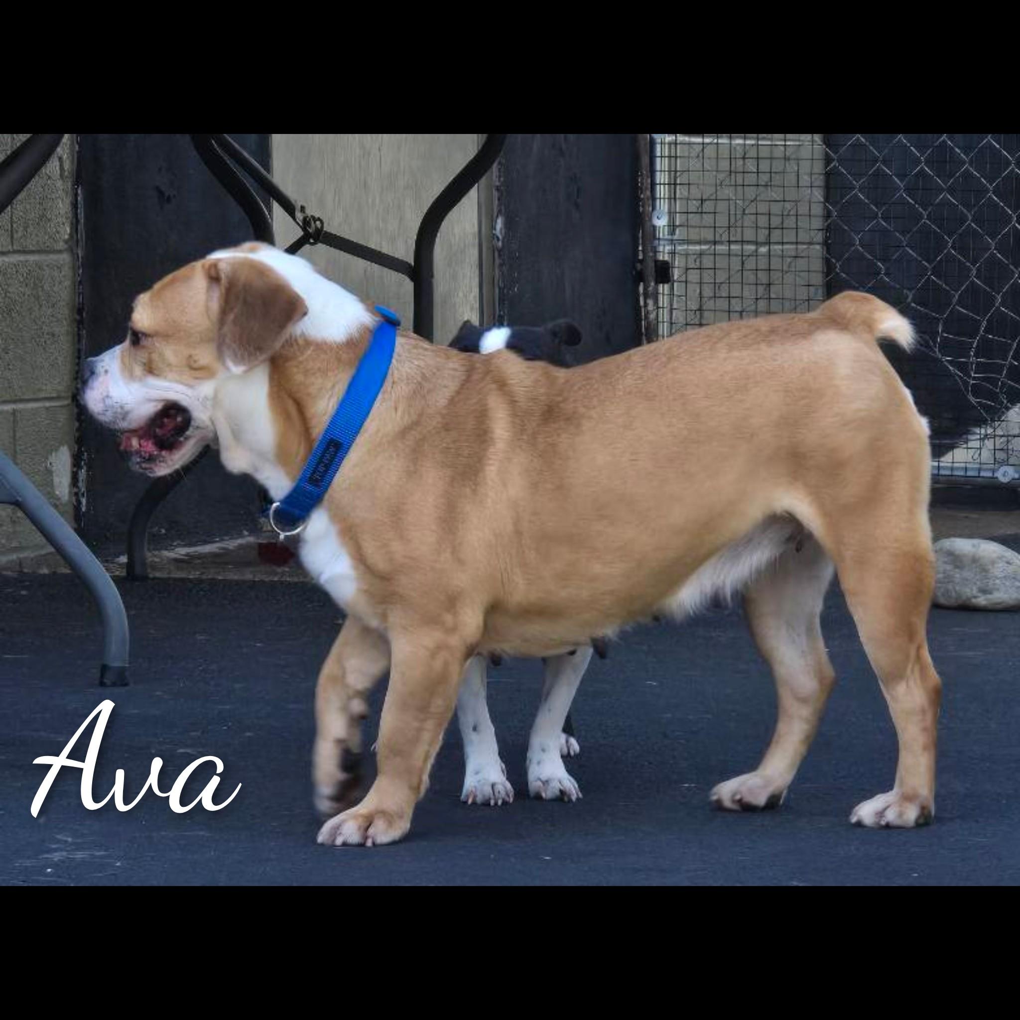 Ava