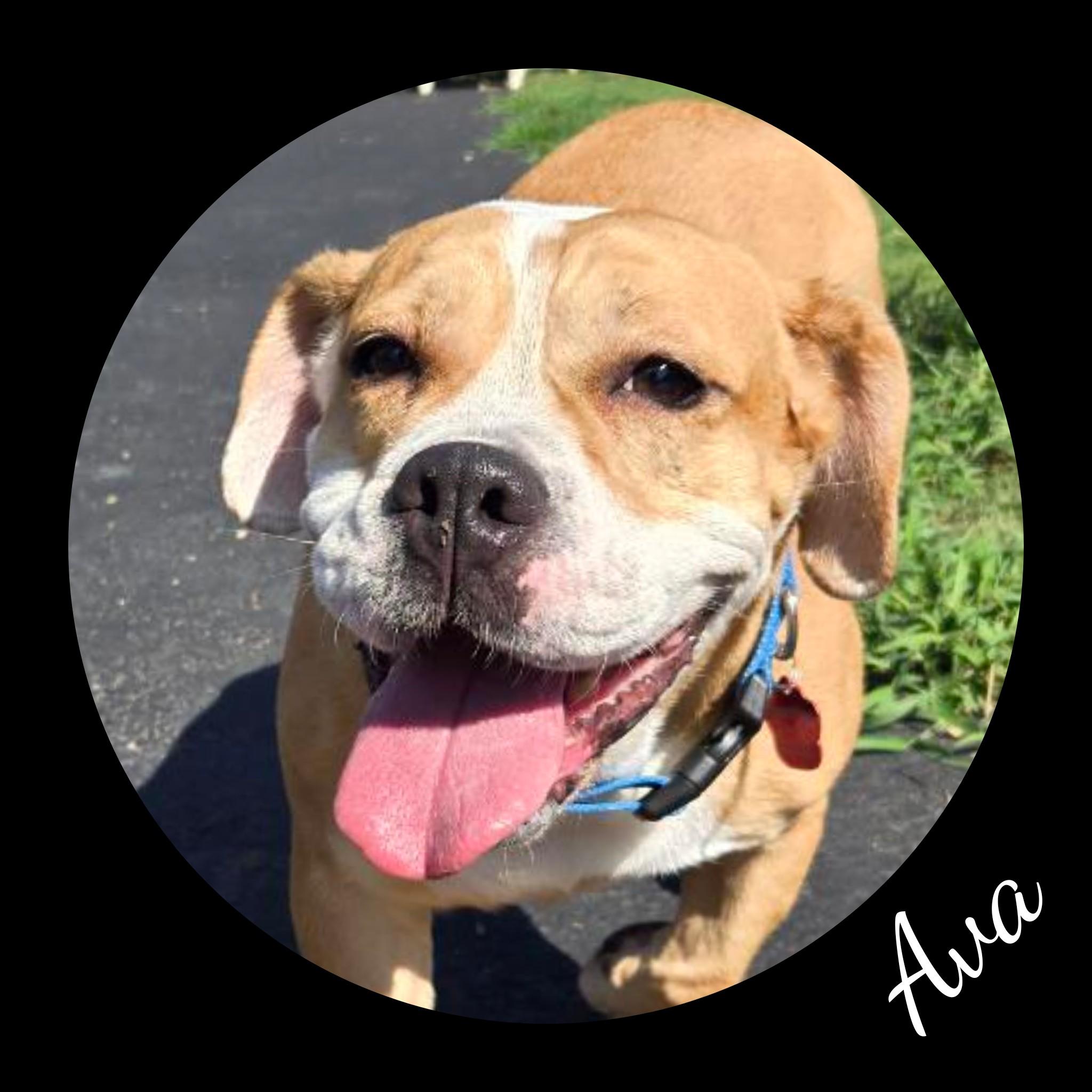 Ava