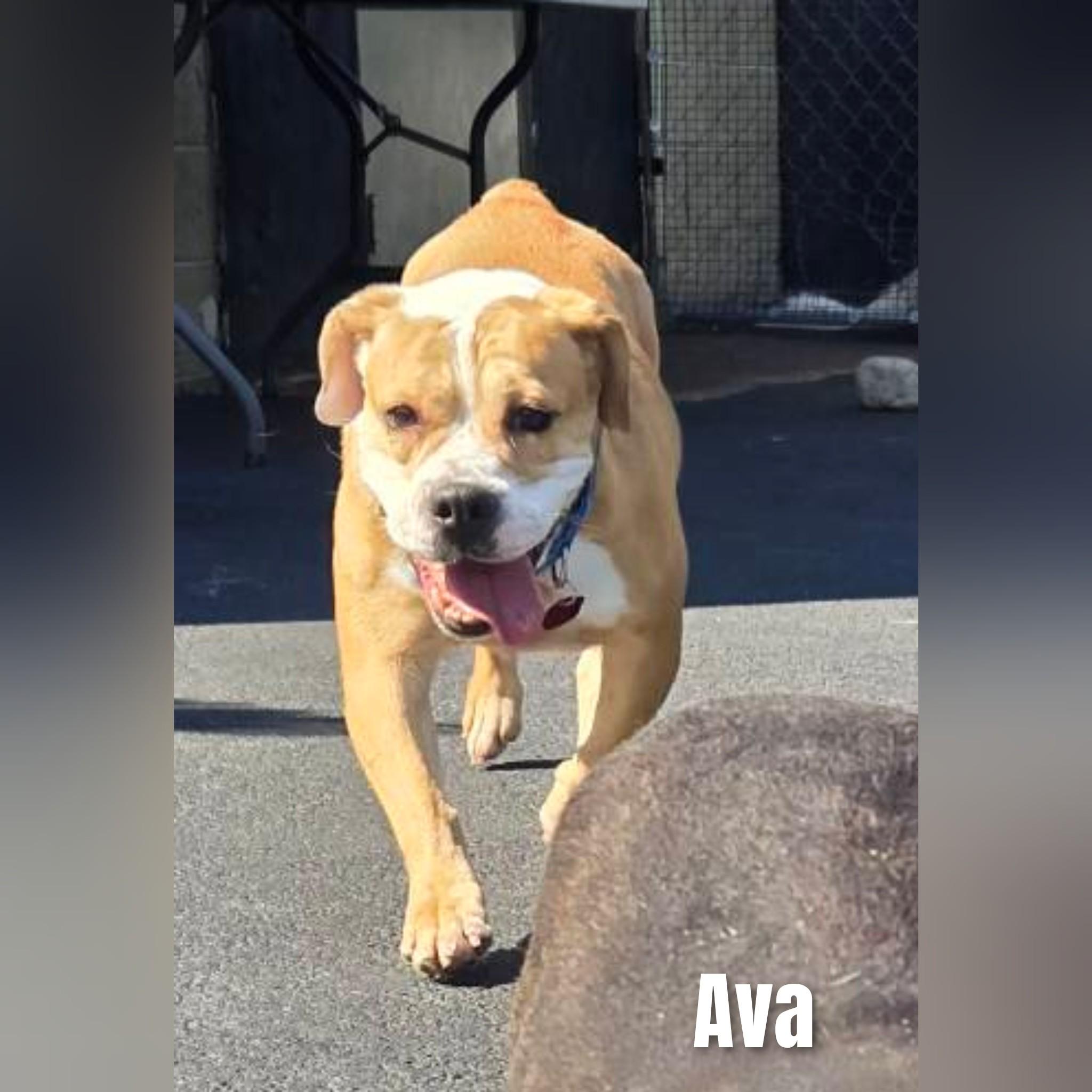 Ava