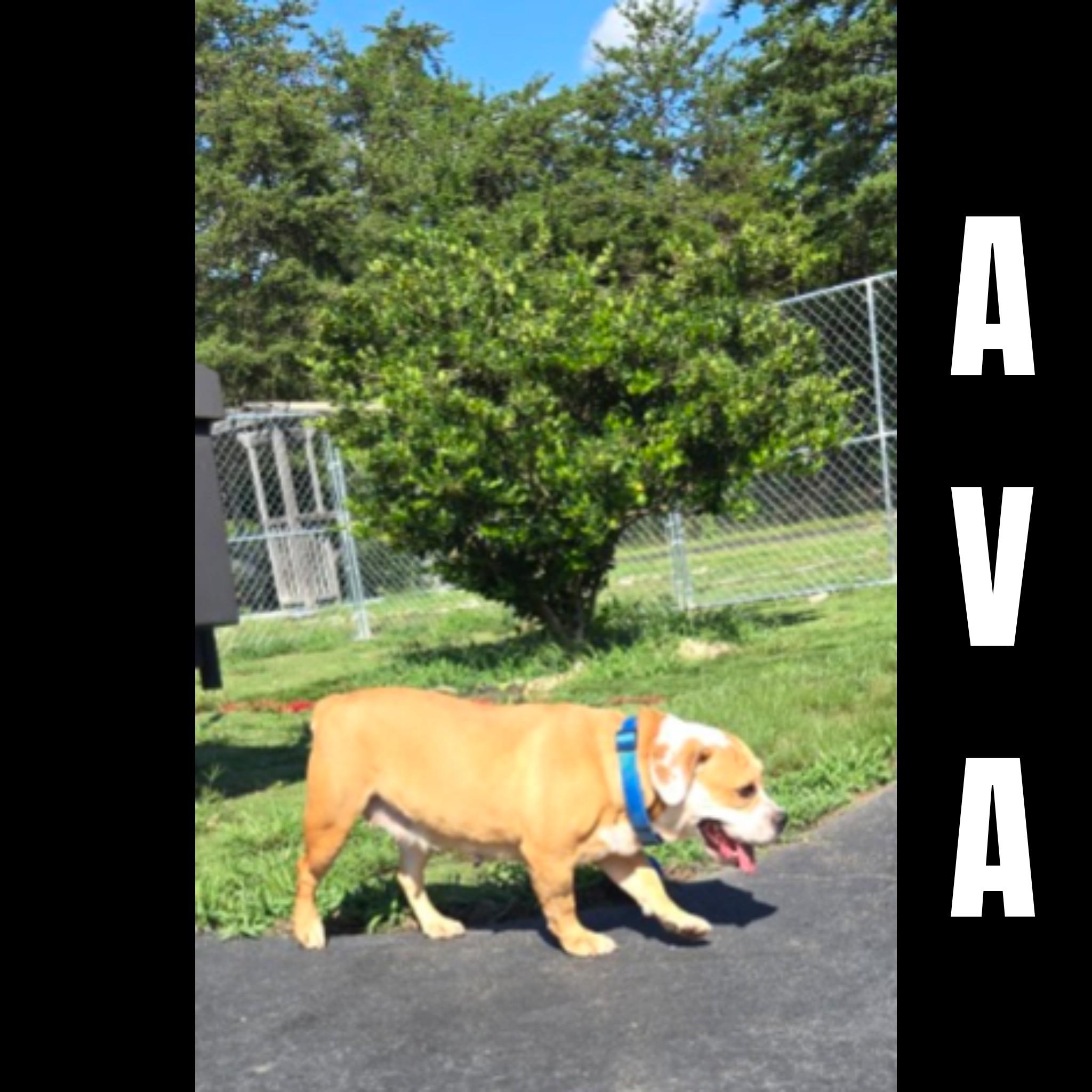 Ava