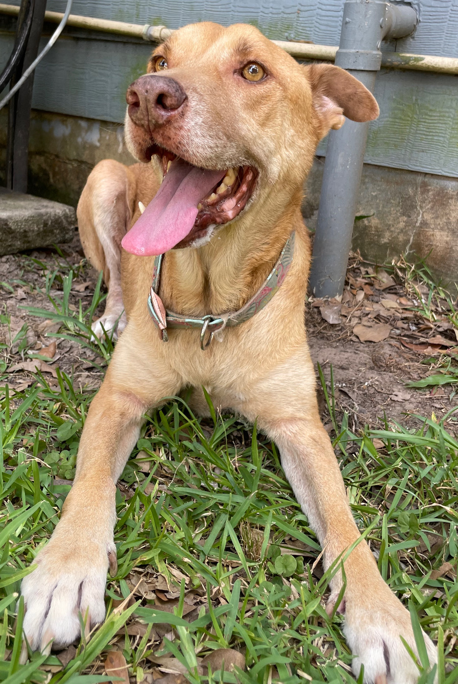 LUCKY, a Adoptable mixed breed in Dunn Loring, VA image 2/6