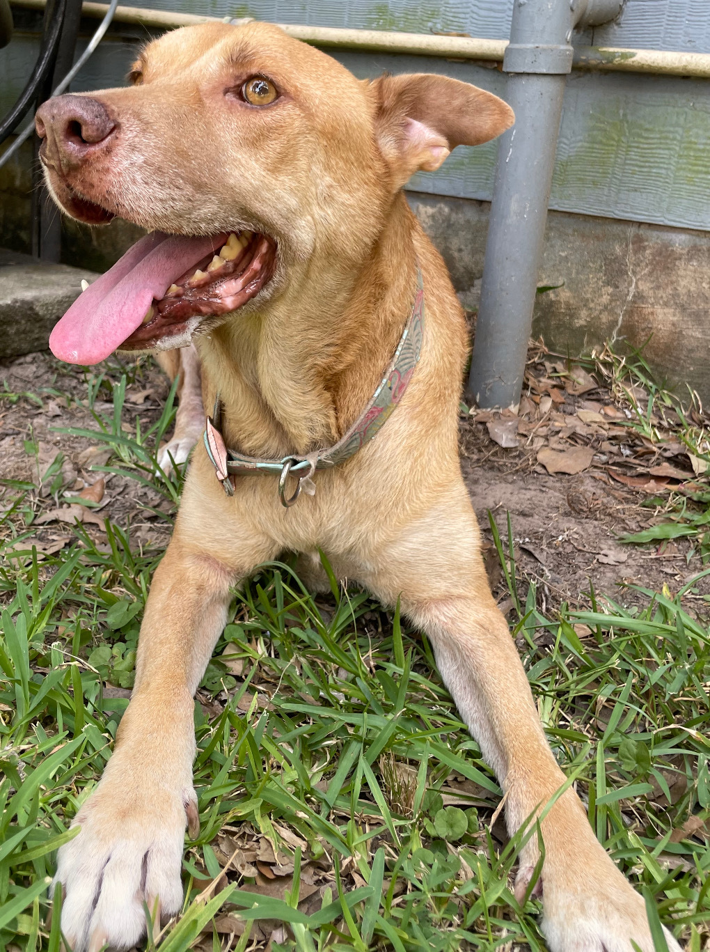 LUCKY, a Adoptable mixed breed in Dunn Loring, VA image 3/6