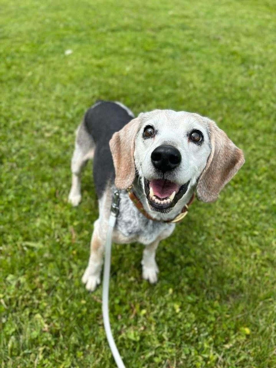 Enlarge Maddie, a Adoptable mixed breed in GUELPH, ON image 4/4