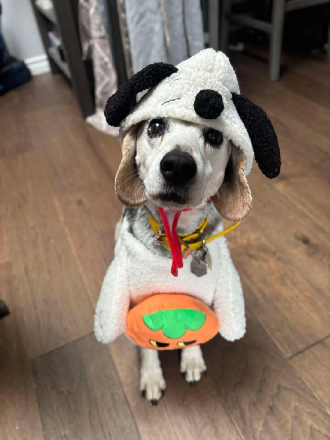 Enlarge Maddie, a Adoptable mixed breed in GUELPH, ON image 2/4