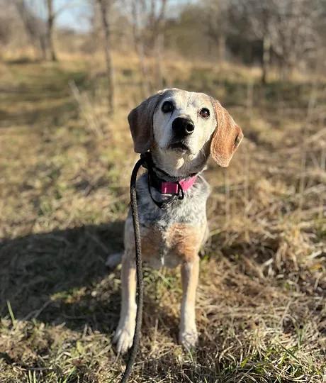 Enlarge Maddie, a Adoptable mixed breed in GUELPH, ON image 1/4