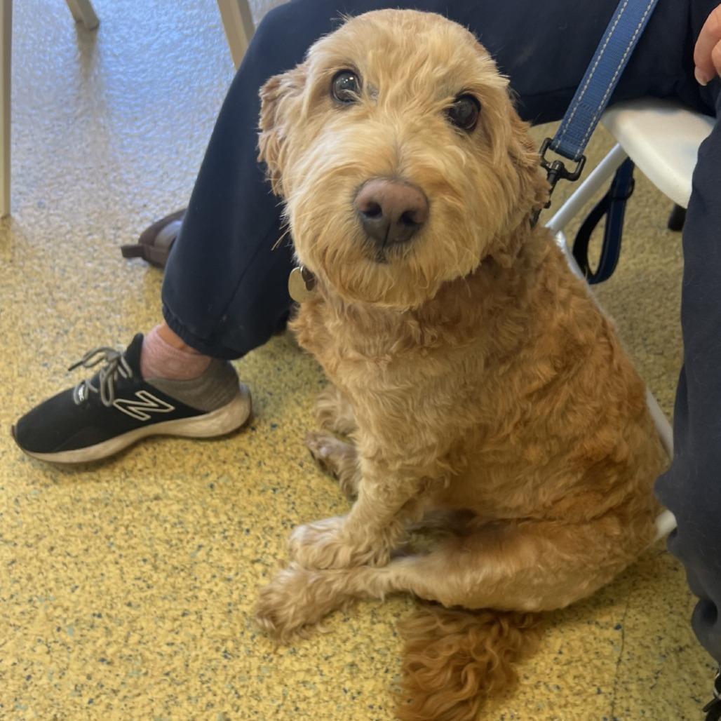 Leo, a Adoptable mixed breed in Hampton Bays, NY image 2/6