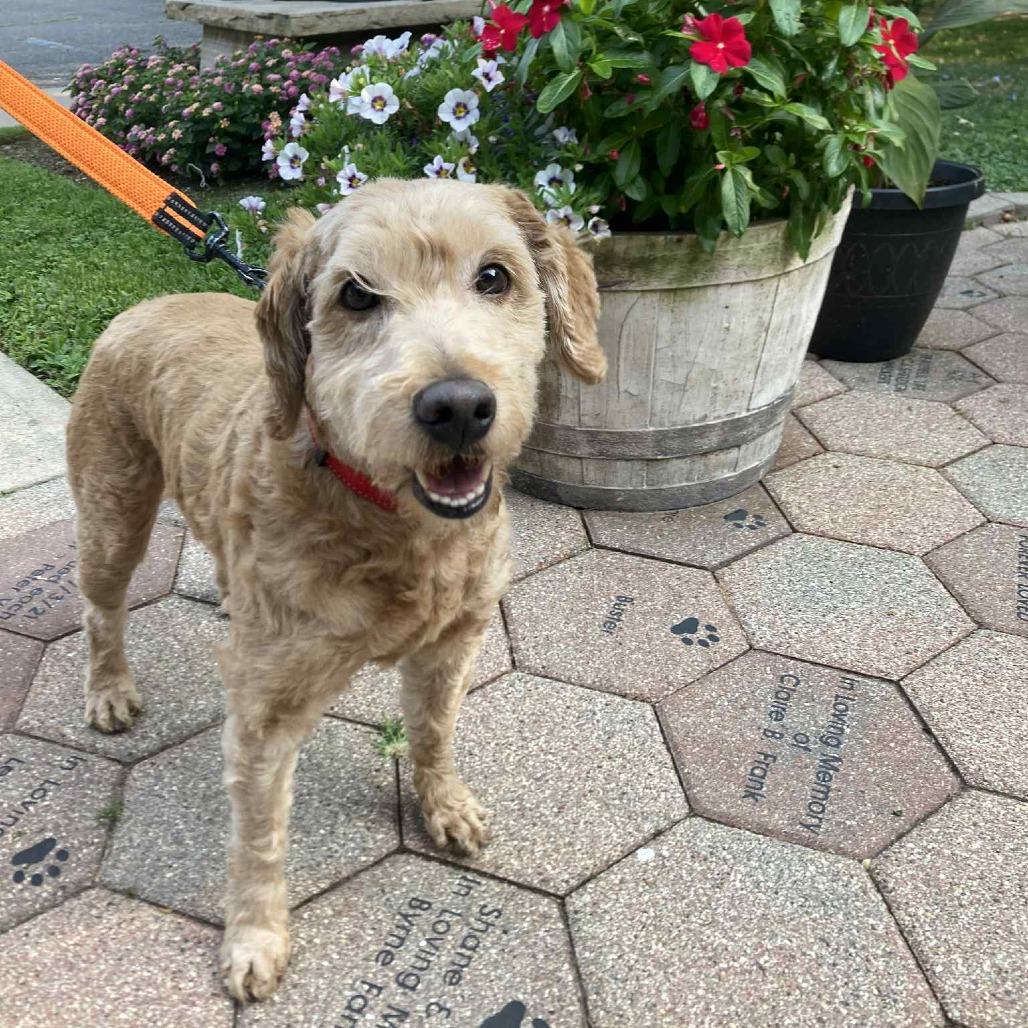 Leo, a Adoptable mixed breed in Hampton Bays, NY image 3/6