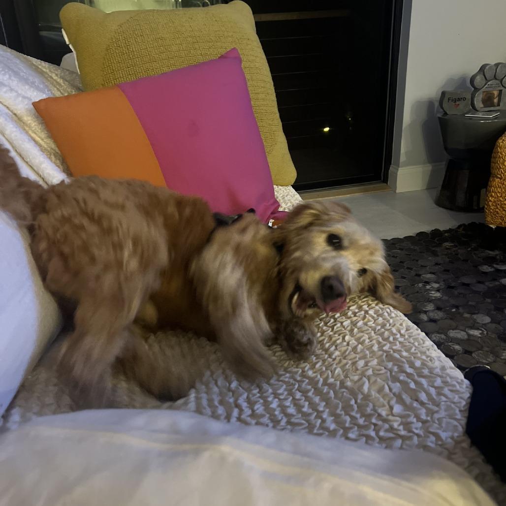 Leo, a Adoptable mixed breed in Hampton Bays, NY image 4/6