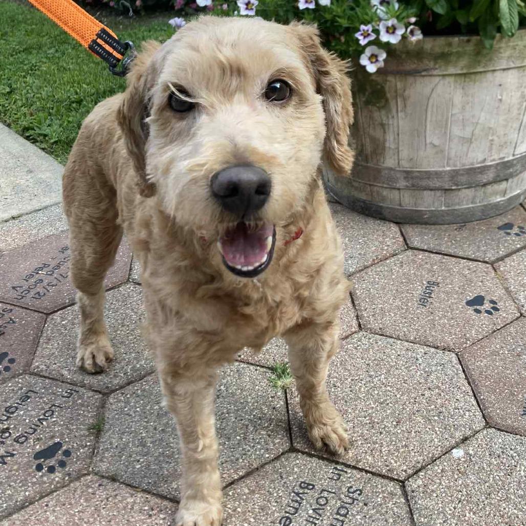 Leo, a Adoptable mixed breed in Hampton Bays, NY image 5/6