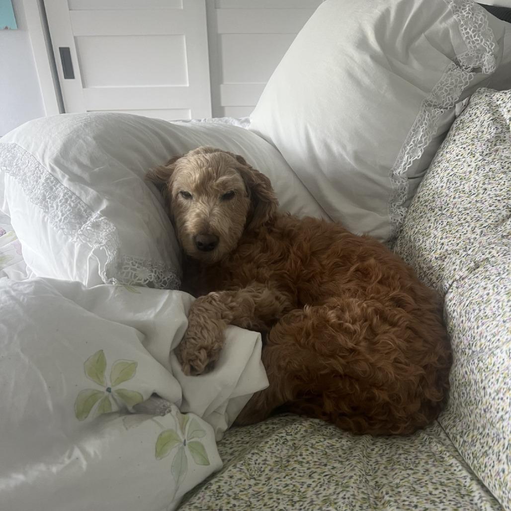 Leo, a Adoptable mixed breed in Hampton Bays, NY image 6/6