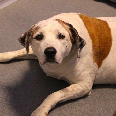 26-01150 HANNAH, adopted, Adult Female Hound.