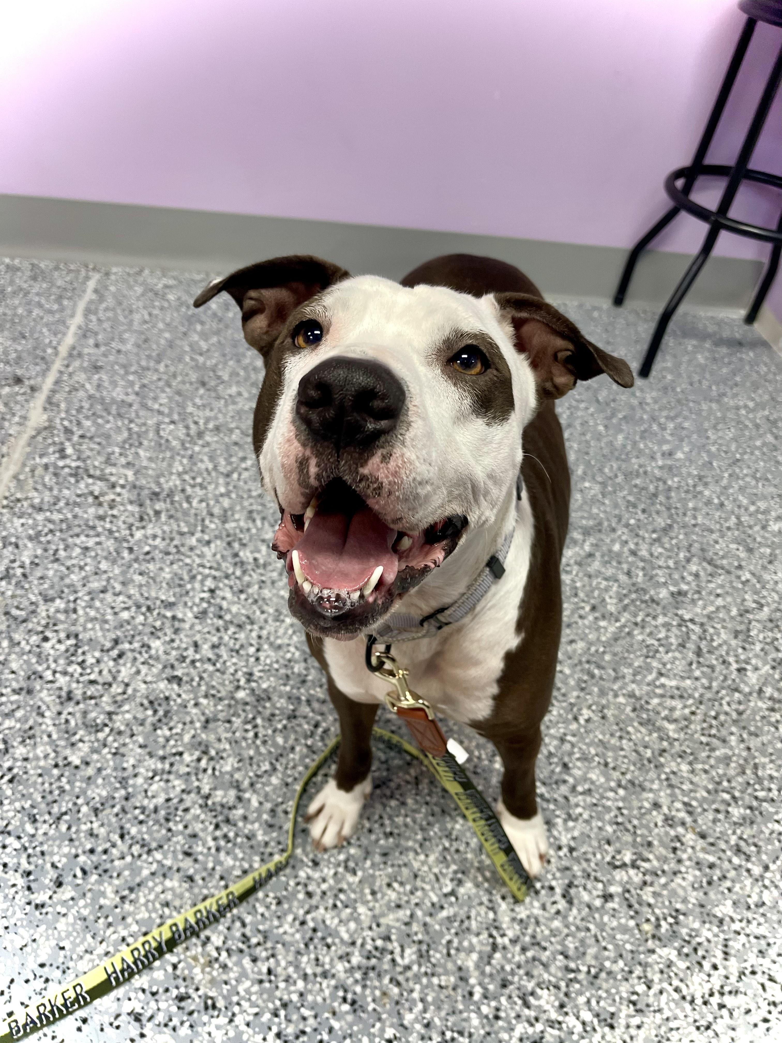 No Fee! Academy in NH! Come Meet our Adoptable Dogs this Wednesday- Saturday. More info in Bio! 2