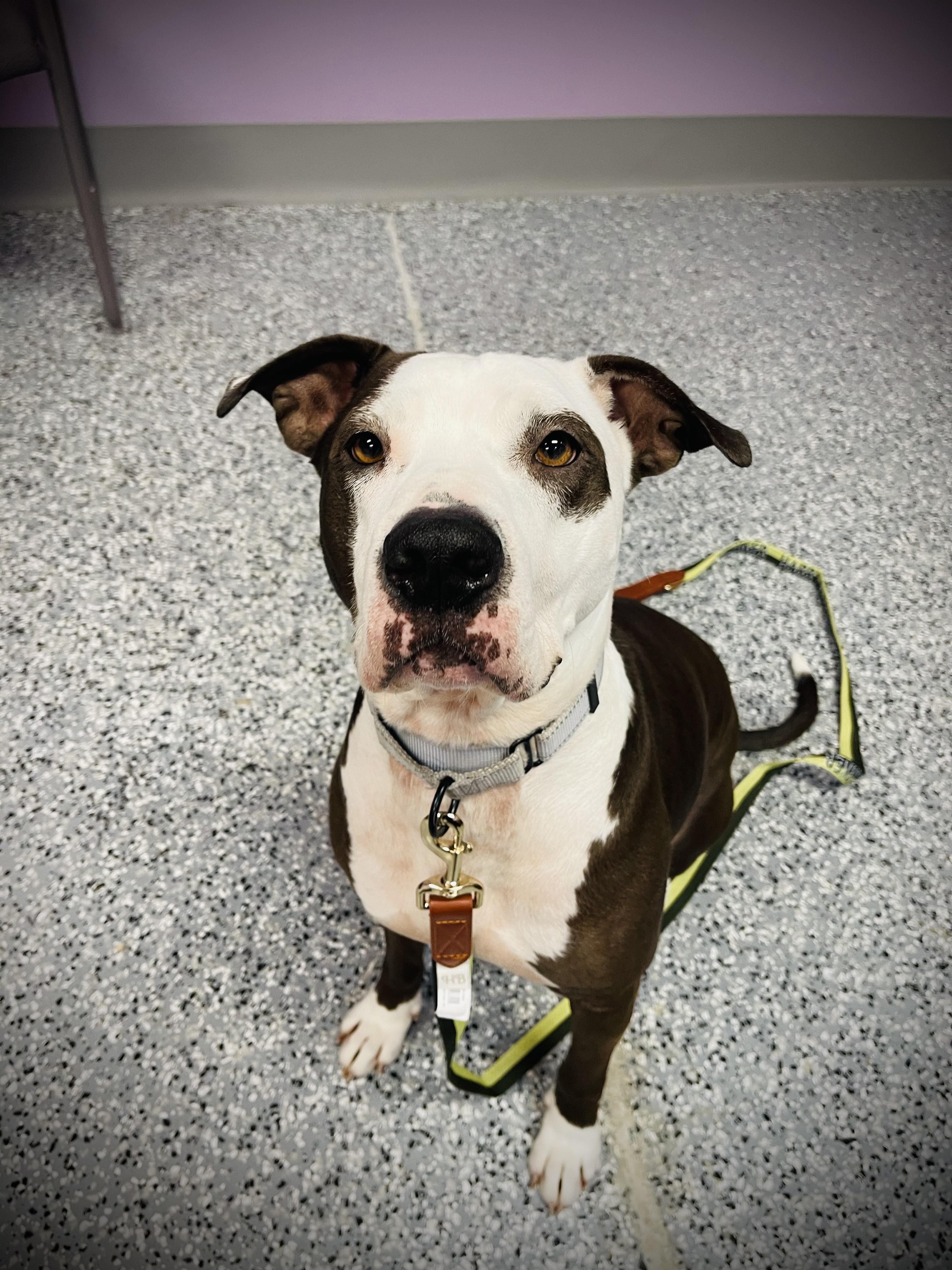 No Fee! Academy in NH! Come Meet our Adoptable Dogs this Wednesday- Saturday. More info in Bio!