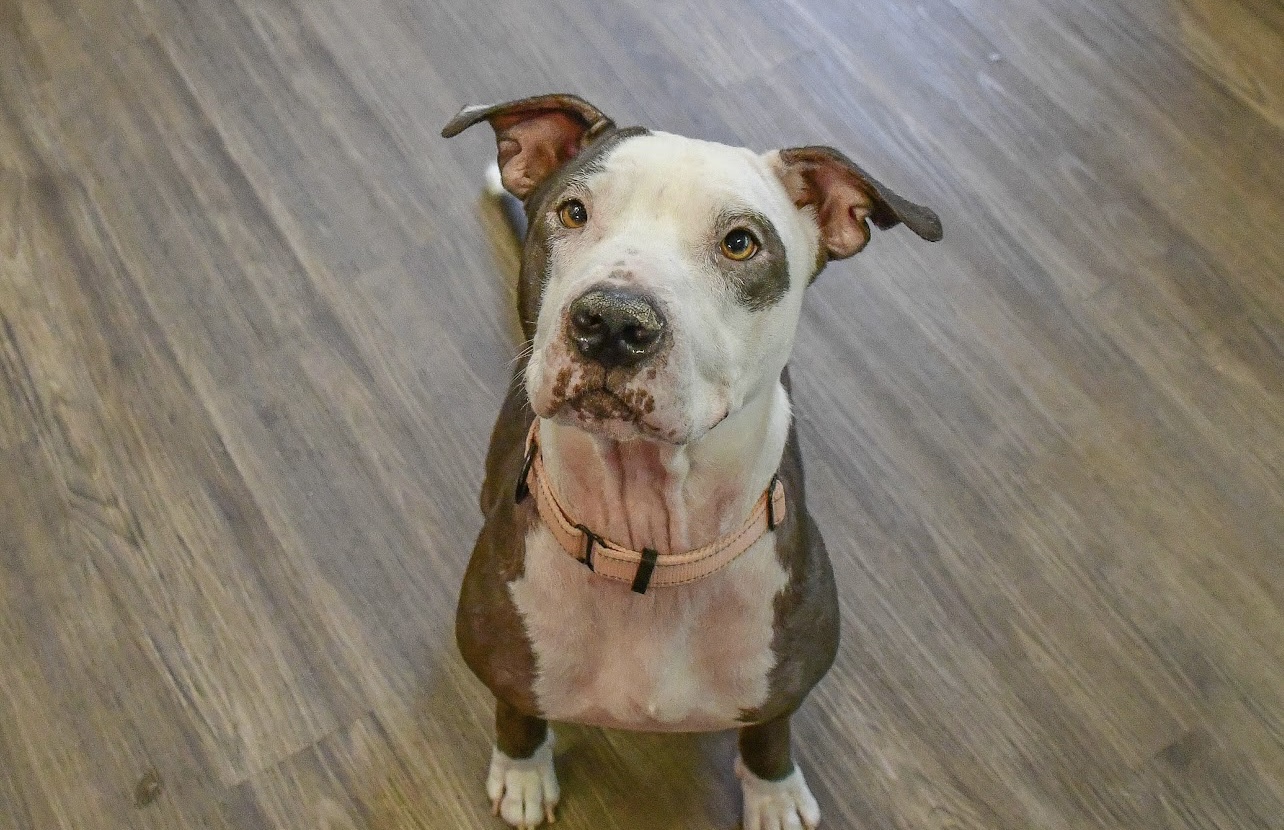 No Fee! Academy in NH! Come Meet our Adoptable Dogs this Wednesday- Saturday. More info in Bio! 4