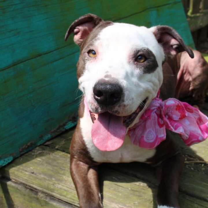 No Fee! Academy in NH! Come Meet our Adoptable Dogs this Wednesday- Saturday. More info in Bio! 3